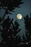 Luna en perigeo rodeada por las ramas Reducc.jpg